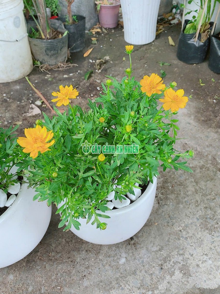 Chậu Hoa Sao Nhái (Cam, Vàng)
