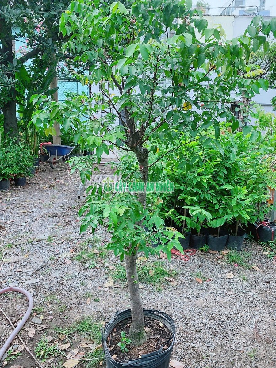 Cây Khế Gốc Đường Kính 4-6cm Cao 1m9