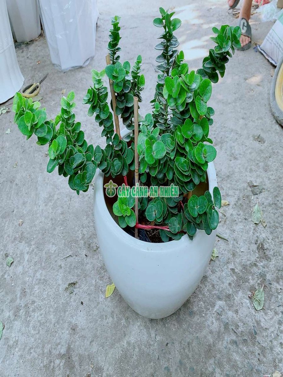 Chậu Cây Da Nhật Lá Tròn Cao 50cm