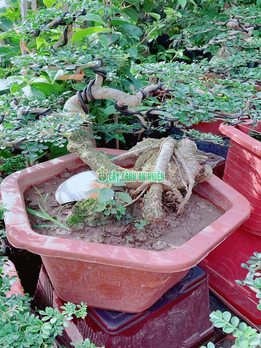 Chậu Cây Cần Thăng Bonsai Cao 60cm