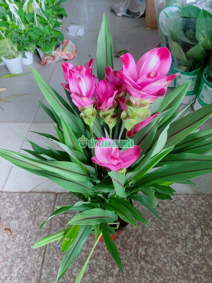 Cây Tulip Thái Lan (Nghệ Lá Từ Cô) 40cm