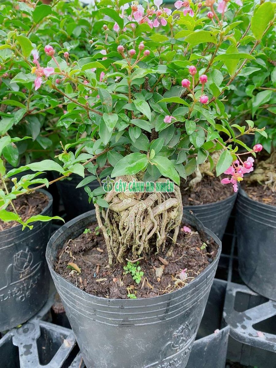 Cây Hồng Ngọc Mai Bonsai Cao 20-25cm