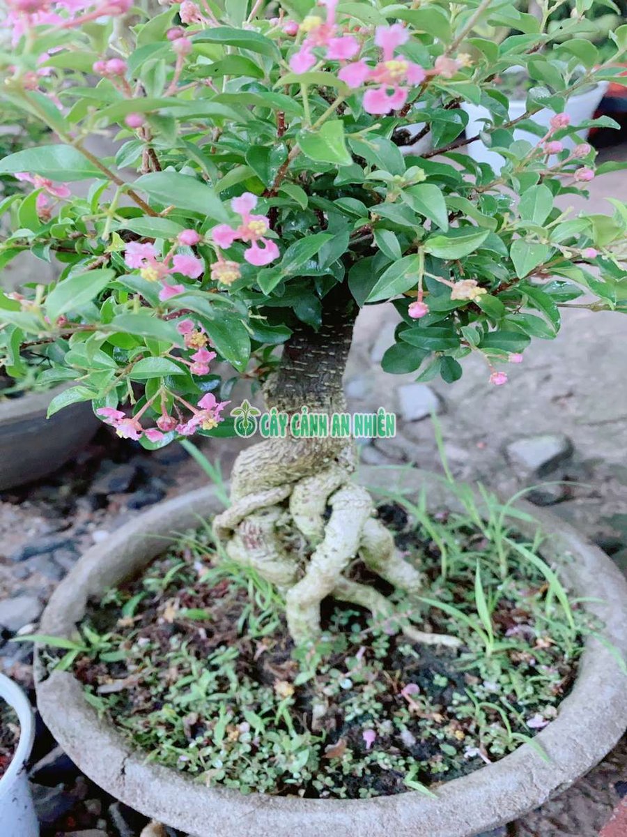 Cây Hồng Ngọc Mai Bonsai gốc 4-5cm