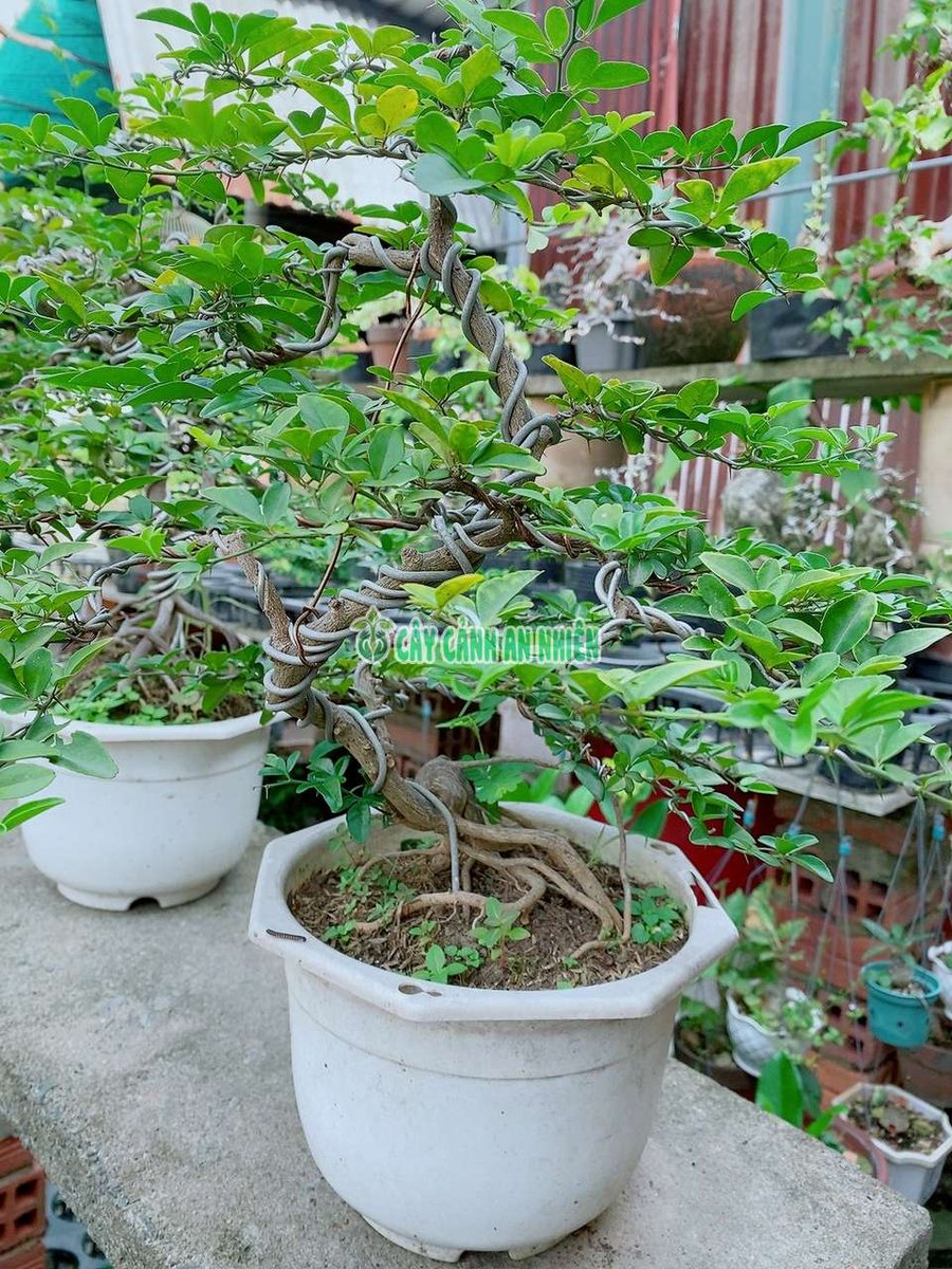 Cây Kim Quýt Bonsai Cao 50-60cm