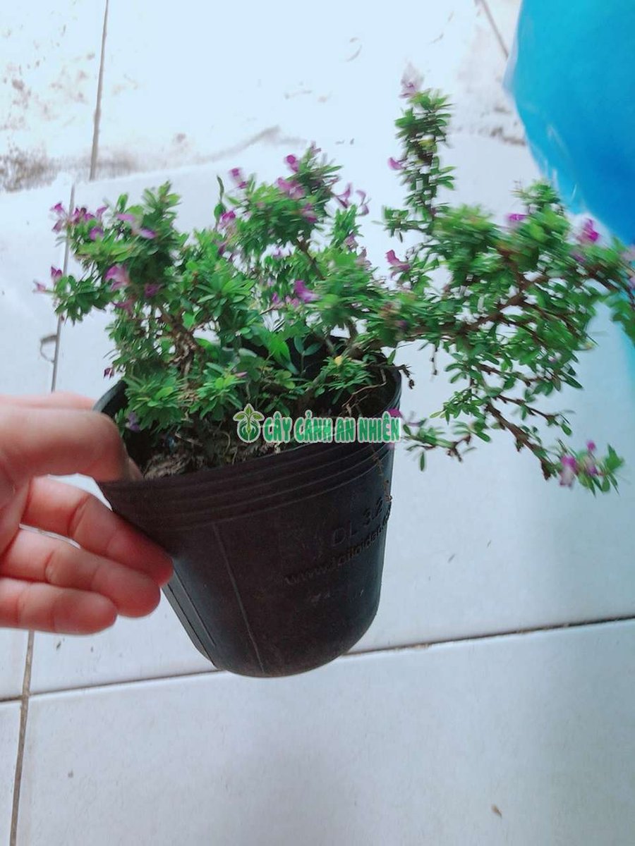 Cây Linh Sam Hạt Gạo Mini