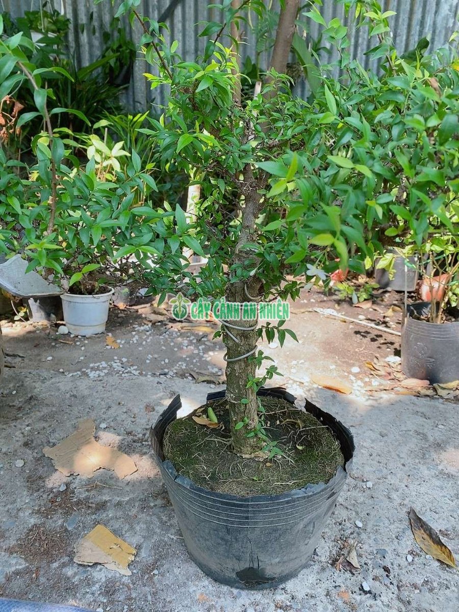 Cây Mai Chiếu Thủy Bonsai Cao 50-60cm