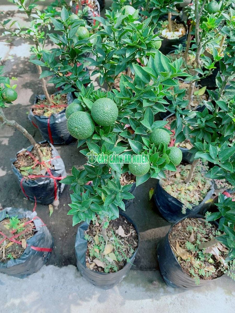Cây Quýt Nhật 50-70cm