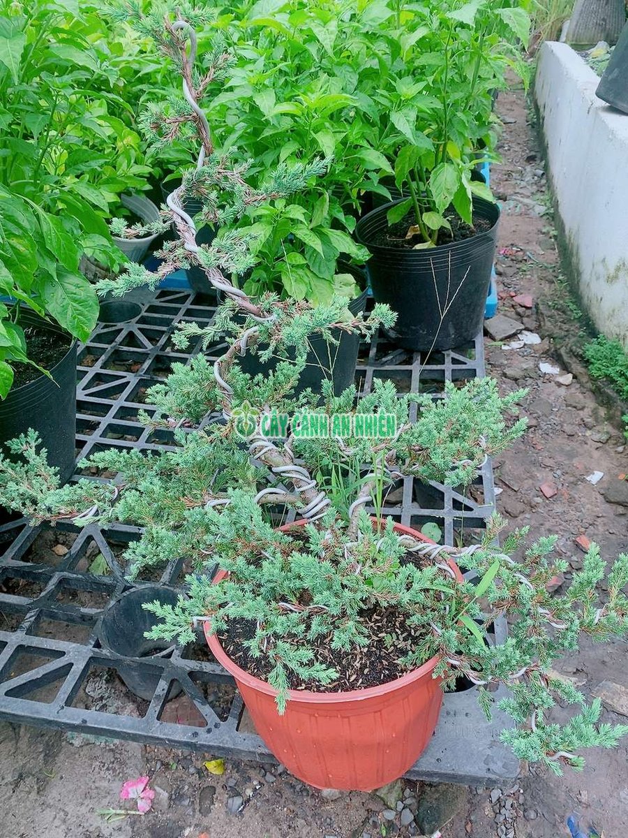 Cây Quạ Tùng Bonsai