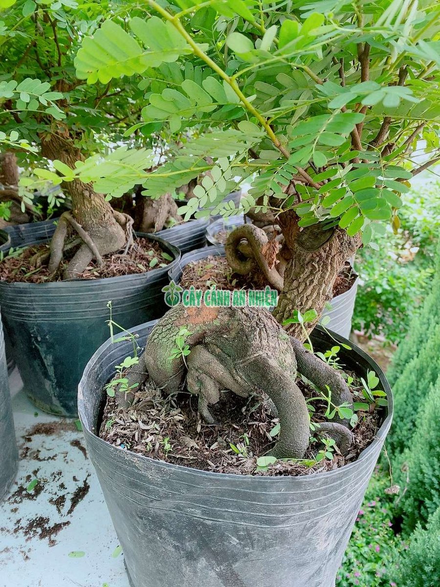 Cây Me Chua Bonsai