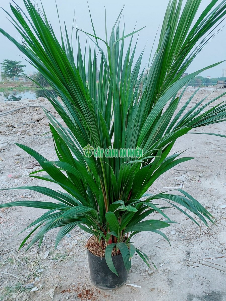 Bụi Cau Đỏ Lớn
