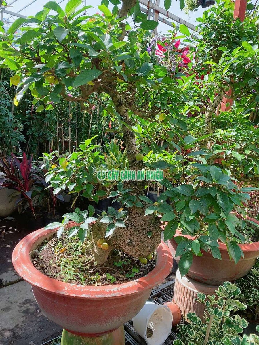 Chậu Sung Lớn Cao 1m5