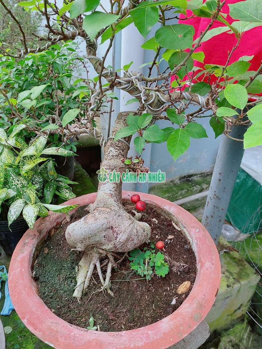 Cây Sung Bonsai 60cm