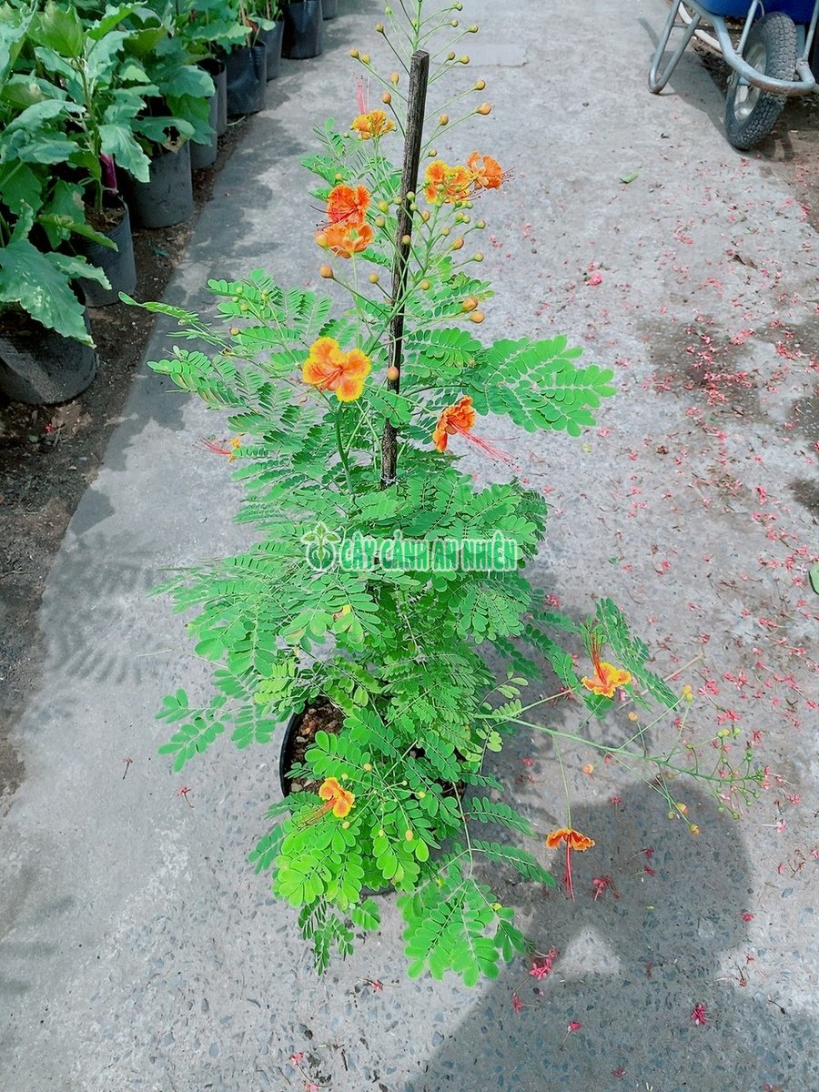Cây Điệp Hoa Đỏ-Kim Phụng