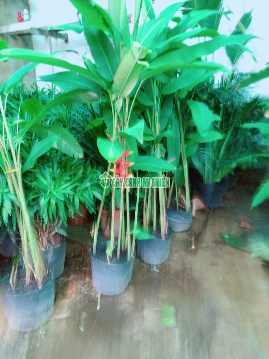Cây Chuối Tràng Pháo