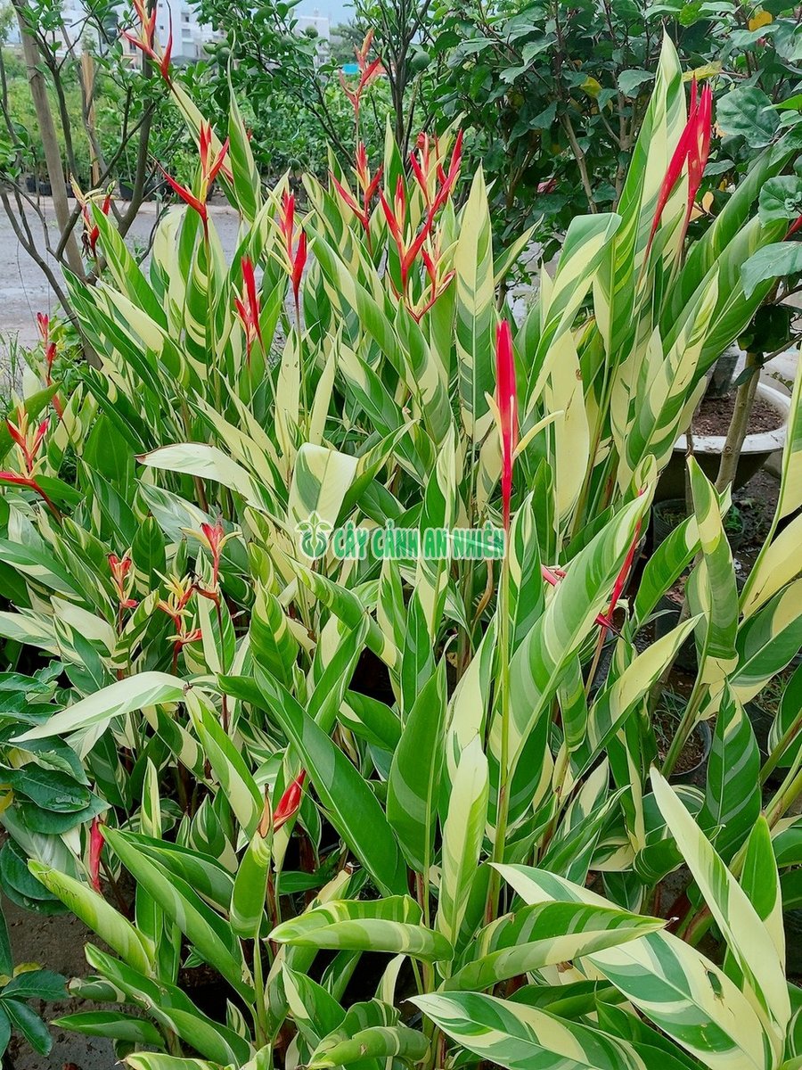 Chuối Mỏ Két Cẩm Thạch