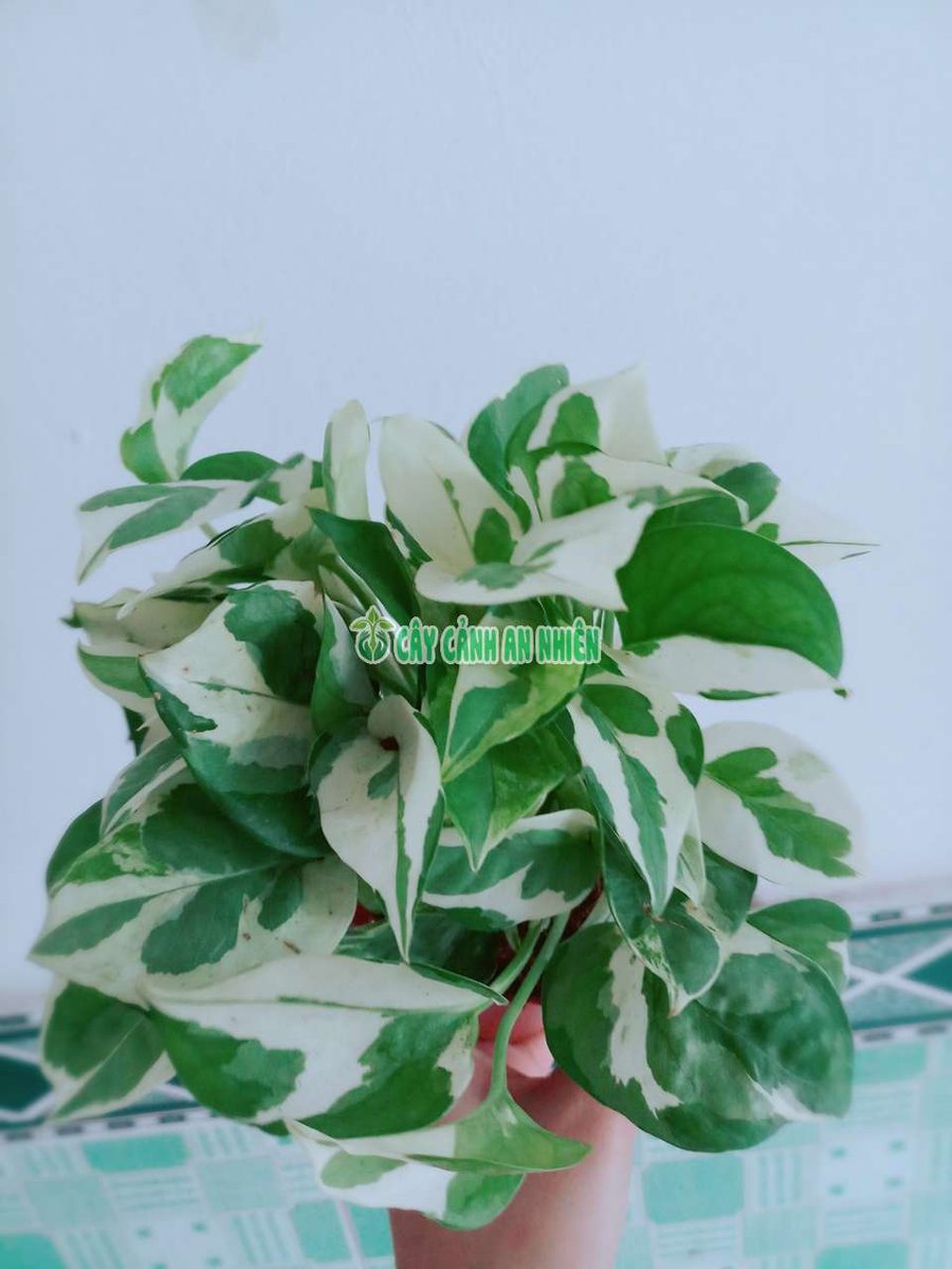 Trầu Bà Cẩm Thạch