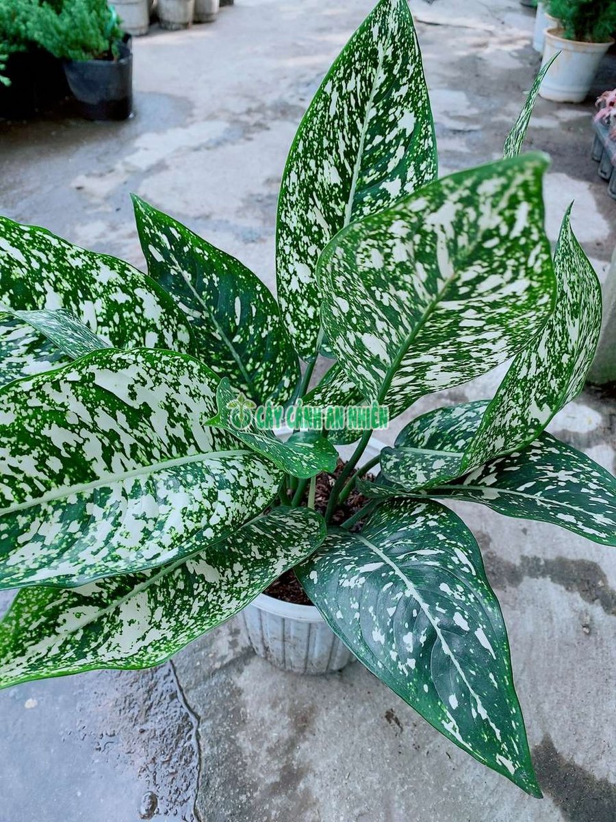 Trầu Bà Chân Rết