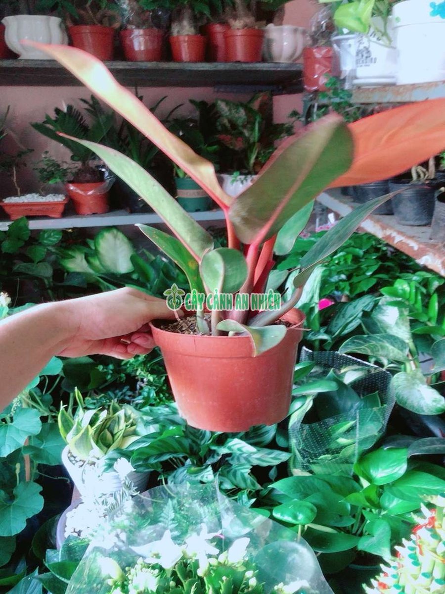 Trầu Bà Đế Vương Đỏ