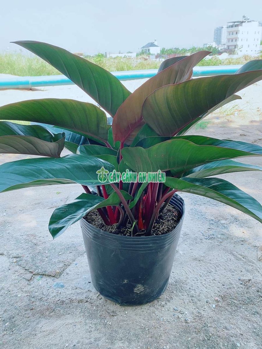Trầu Bà Đế Vương Nâu