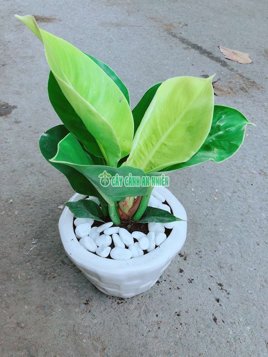 Trầu Bà Đế Vương Vàng