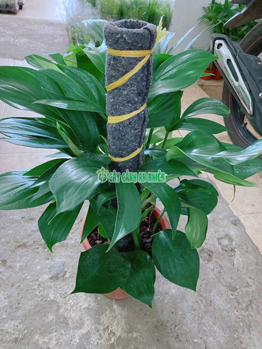 Trầu Bà Kỳ Lân