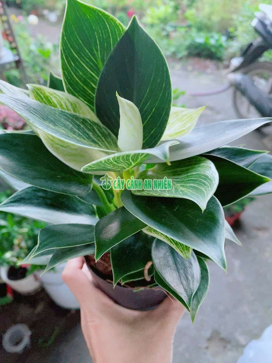 Cây Trầu Bà Kim Cương