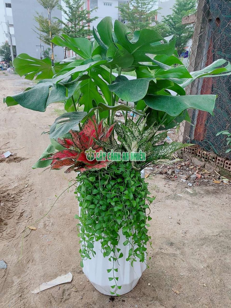 Trầu Bà Lá Sẻ-Montera
