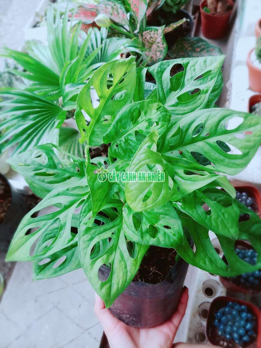 Cây Trầu Bà Lỗ