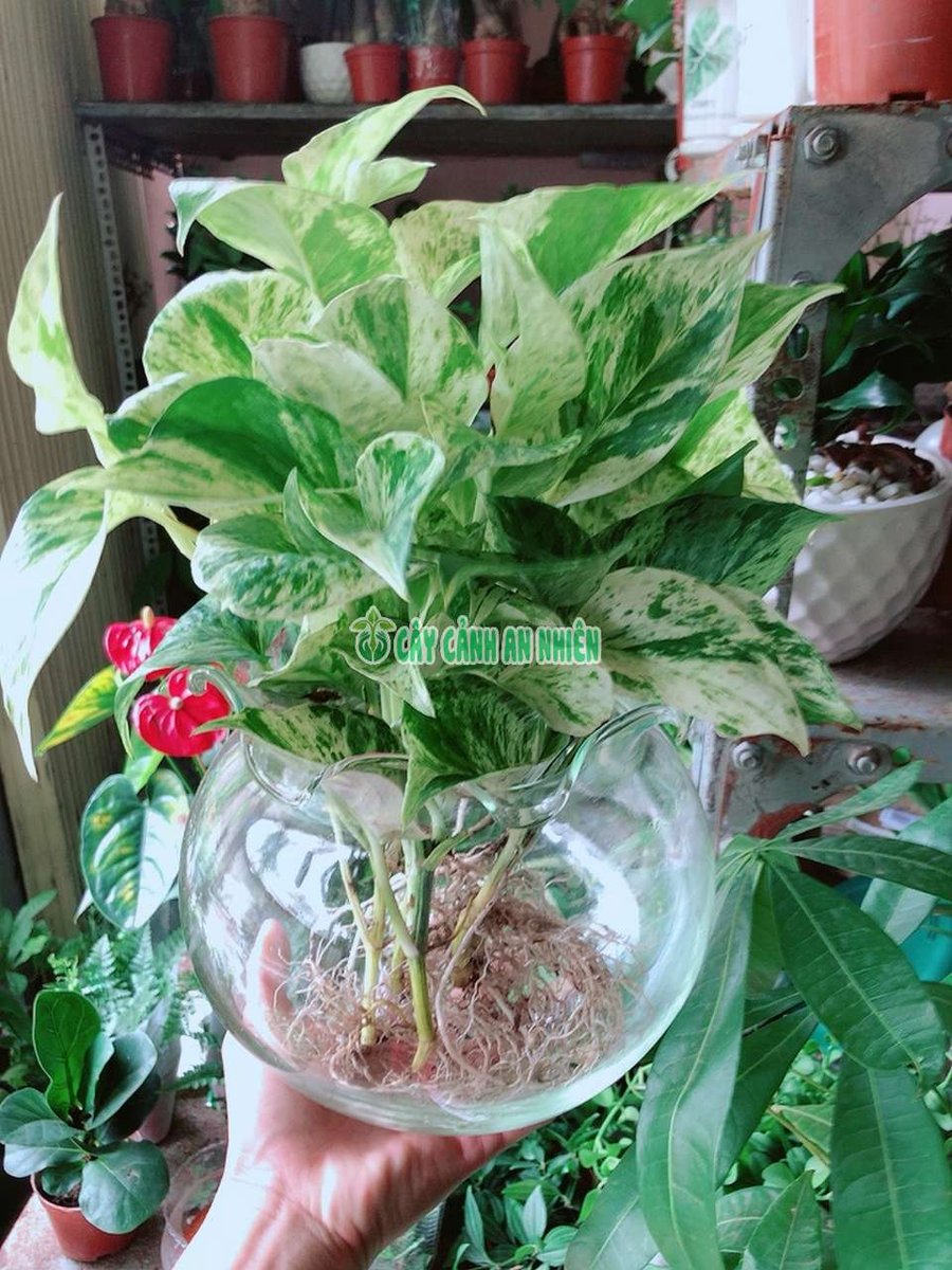 Trầu Bà Thủy Sinh Trồng Nước