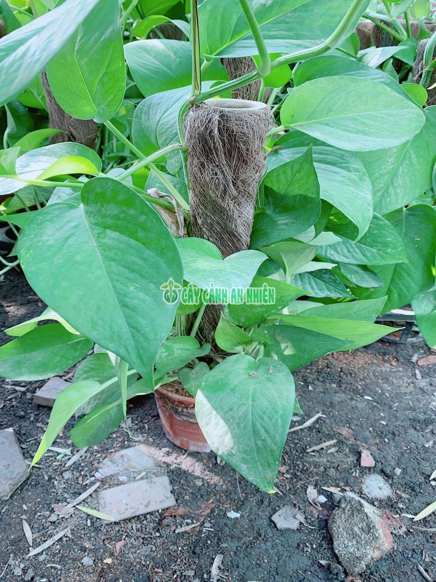 Trầu Bà Xanh Leo Cột
