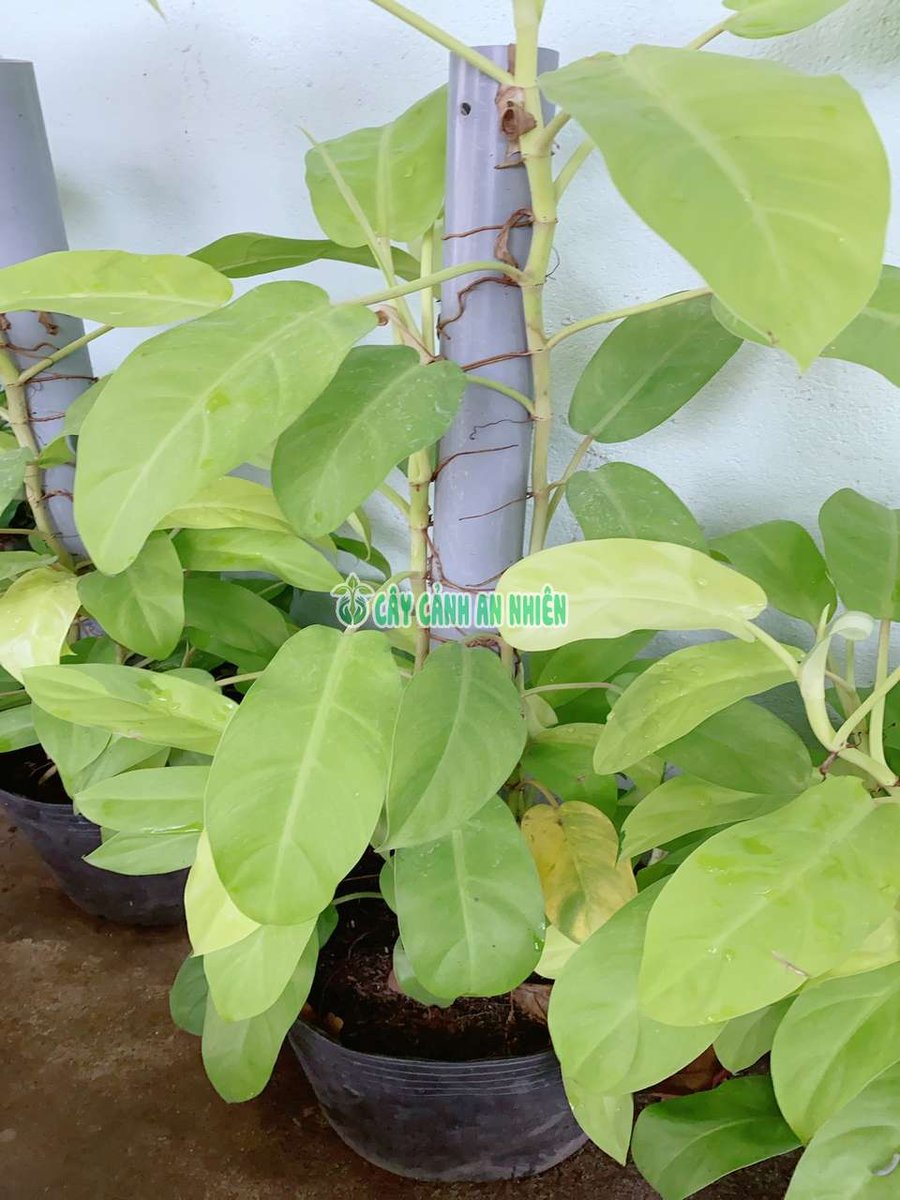 Trầu Bà Vàng Leo 50cm