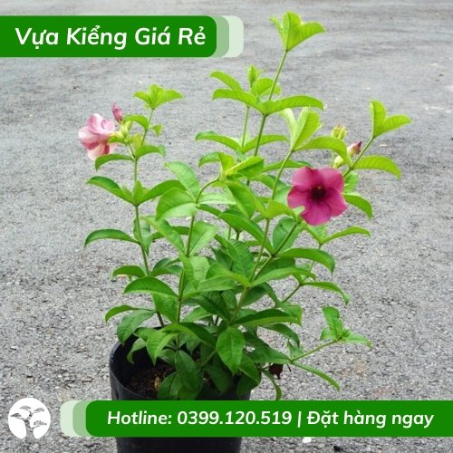 Cây Huỳnh Anh Hoa Tím
