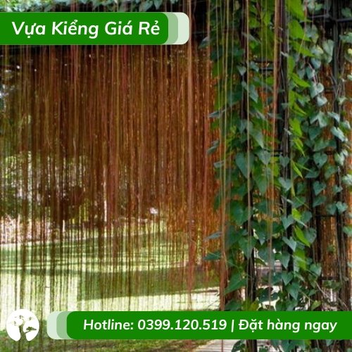 Dây Leo Giàn Liêm Hồ Đằng – Cây Tơ Hồng