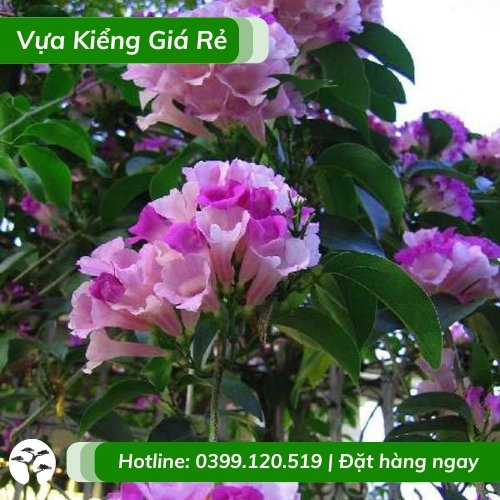Hoa Lan Tỏi – Dây Leo Ánh Hồng
