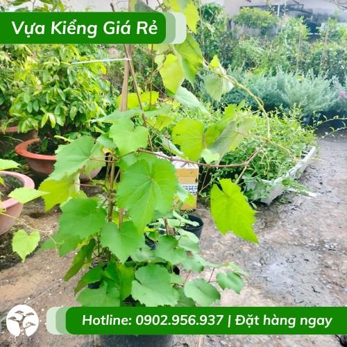 Cây nho leo giàn trái tím