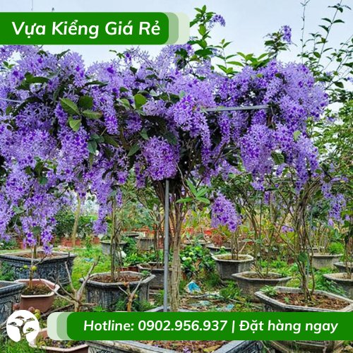 Cây hoa ban mai xanh giống Thái hoa tím