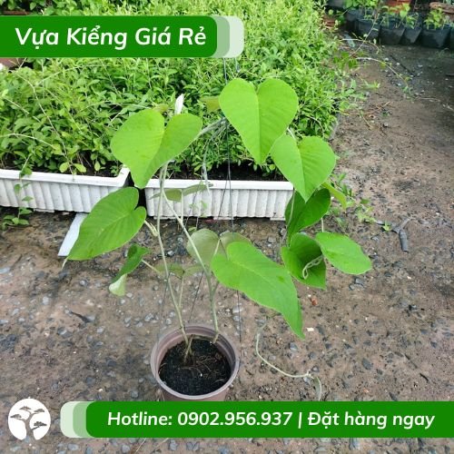 Cây Dây Leo Bạc Thau (Cát Đằng Lá Lớn)