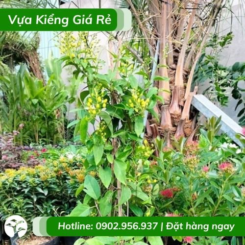 Cây mai hoàng yến hoa vàng (kim đồng leo)