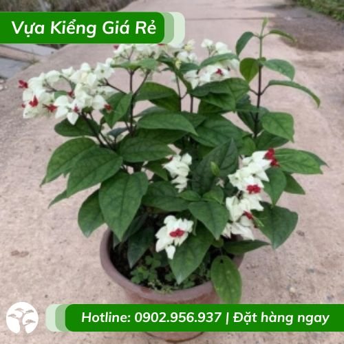 Hoa ngọc nữ (cây leo giàn xinh đẹp)