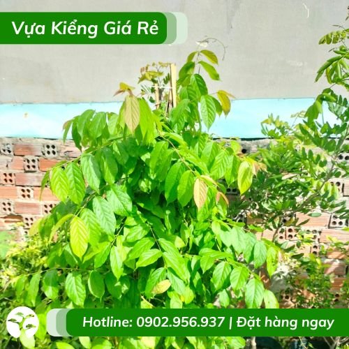 Cây sử quân tử hoa quanh năm
