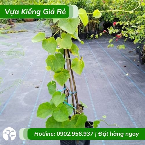 Cây Dây Leo Cát Đằng Lá Nhỏ Hoa Tím