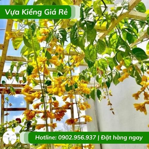 Cây lan hoàng dương hoa vàng quanh năm