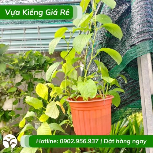 Cây Dưa Tây