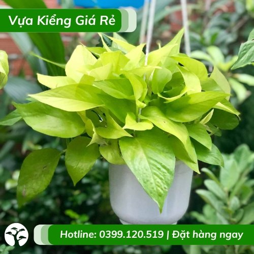 Cây Trầu Bà Thái Vàng Chậu Treo