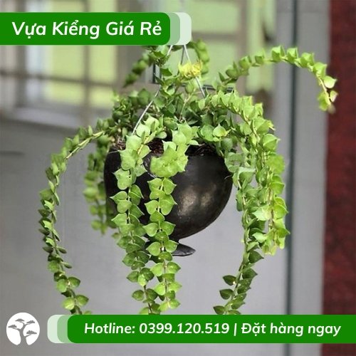 Cây lan tim chậu treo dễ chăm sóc