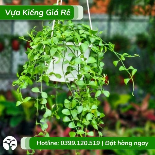 Chậu treo cây lan hạt dưa xanh