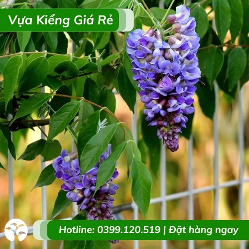 Cây Leo Tử Đằng – Hoa Rực Rỡ