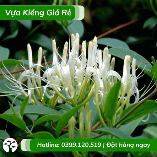 Cây Kim Ngân Hoa Dây Leo – Làm Thuốc Trị Bệnh