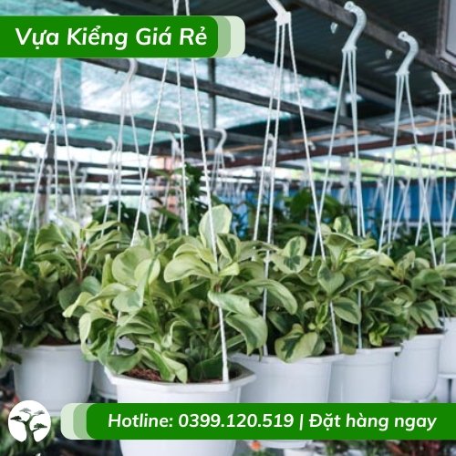 Cây trường sinh trồng chậu treo sống lâu