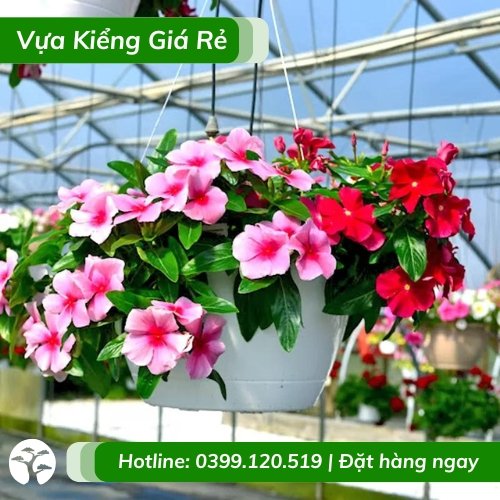 Cây dừa cạn rủ trồng chậu treo có hoa quanh năm